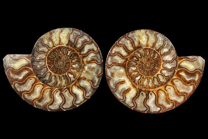 Agatized Ammonite Fossil - Beautiful Preservation #127251